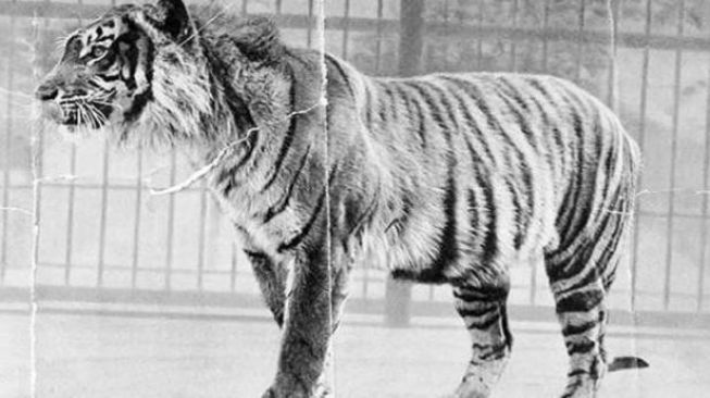 Dinyatakan Punah di 1970, Peneliti Sebut Harimau Jawa Masih Ada di Jateng