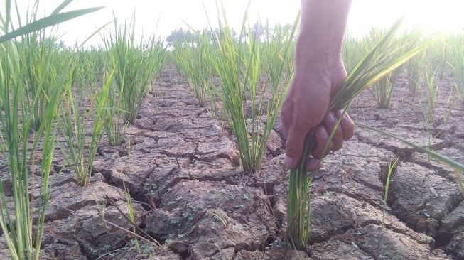 Kekeringan Ancam Para Petani di Lebak