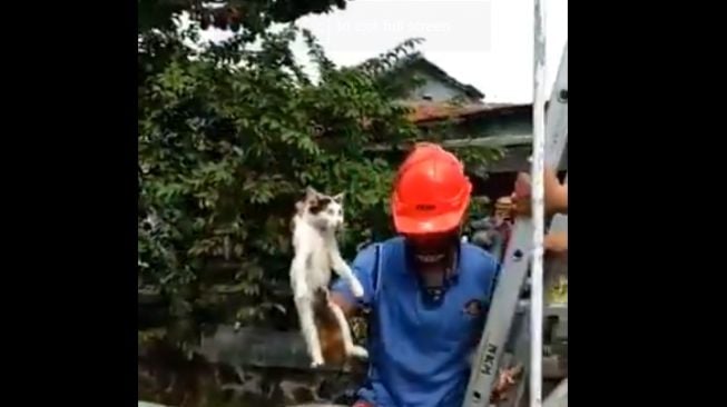 Susah Payah Selamatkan Kucing Kampung, Aksi Petugas Damkar ini Bikin Haru