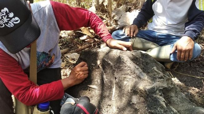 Petugas mengevakuasi batu berisi fosil tanaman dan tulang purba di Hutan Tritik, Kabupaten Nganjuk, Sabtu (15/8/2020). [Suara.com/Usman]