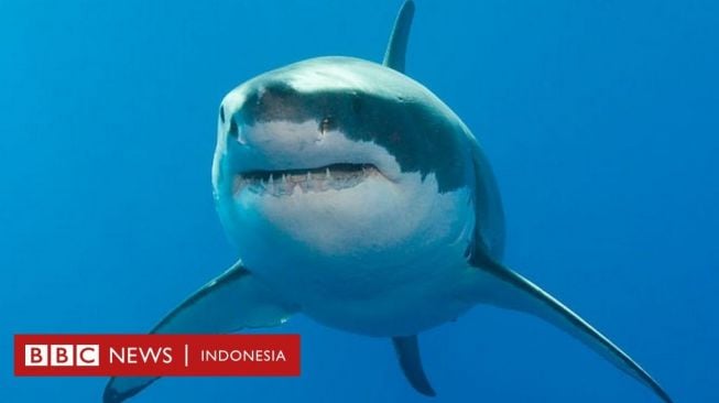 Beri Bogem Mentah ke Hiu, Peselancar Australia Selamatkan Istri