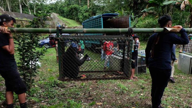 Saat Agustus berpindah ke kandang habituasi, Kelompok “Yaki Panta Merah"