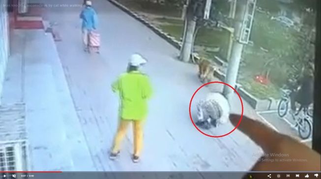 Bikin Onar, Seekor Kucing Kagetkan Pejalan Kaki Hingga Pingsan