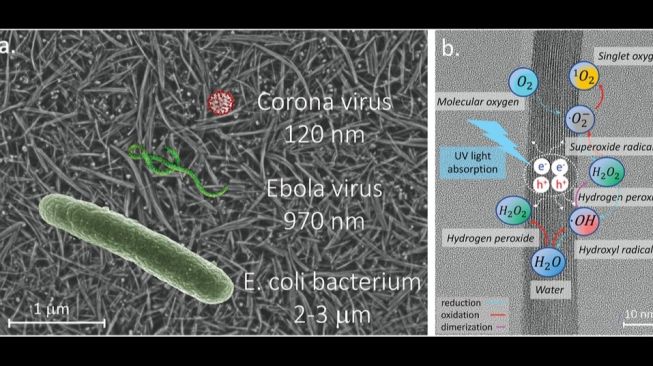 Aneka virus. [Onlinelibrary.wiley.com]