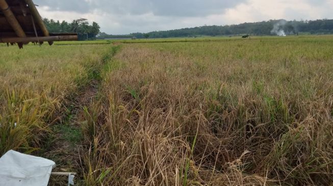 Petani Malingping Terancam Merugi, Pesawahan di Dua Blok Diserang Hama