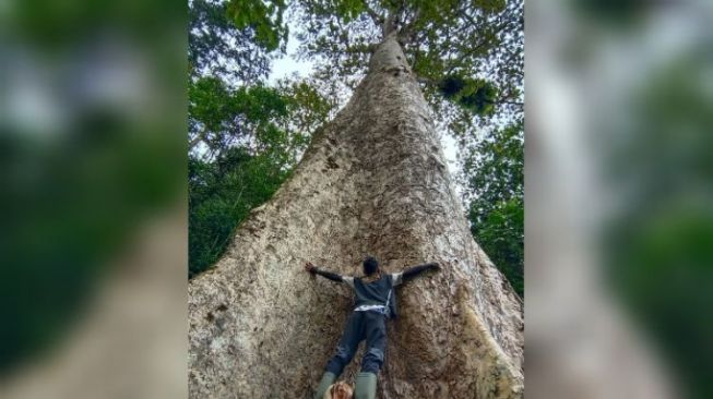 Pohon besar jenis Medang (Litsea sp) yang tumbuh di Nagari Koto Malintang, Kecamatan Tanjung Raya, Kabupaten Agam, Sumbar. [Foto: dok.bksda agam]