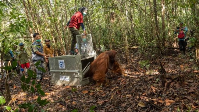 Orangutan dilepasliarkan di kawasan translokasi. [Dok. IAR Indonesia]