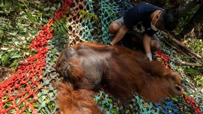 Petugas WRU BKSDA Kalbar dan IAR Indonesia mengevakuasi orangutan. [Dok. IAR Indonesia]