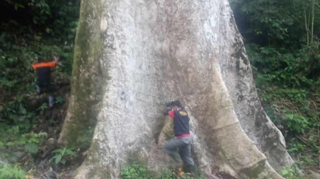 Pohon Raksasa di Agam Akan Dijadikan Objek Wisata Alam