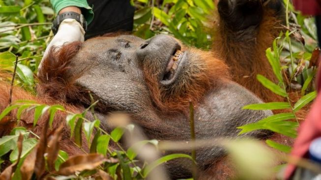 Orangutan Ditemukan Tersesat Di Kebun Sawit Milik Warga