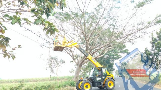 Efisien, Satgas Pemangkas Ranting Dinas PUPR Jombang Pakai Alat Berat