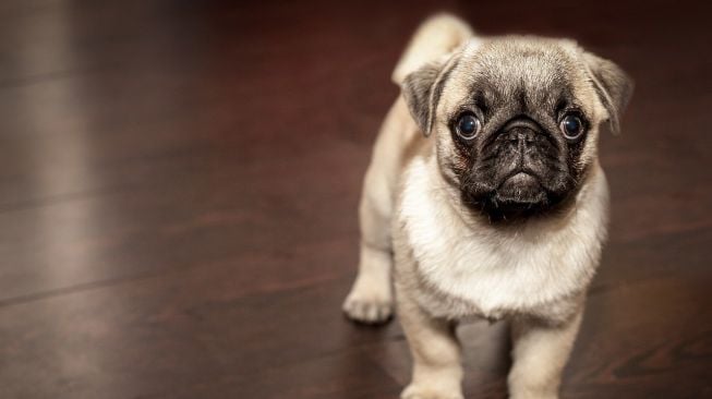 Anjing pug. (Pixabay)