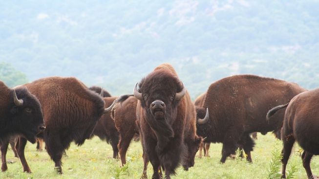 Duh, Lagi Asyik Selfie, Tiba-Tiba Turis Wanita Ini Diseruduk Bison