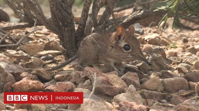 Celurut Gajah Ditemukan Kembali di Afrika setelah 50 Tahun