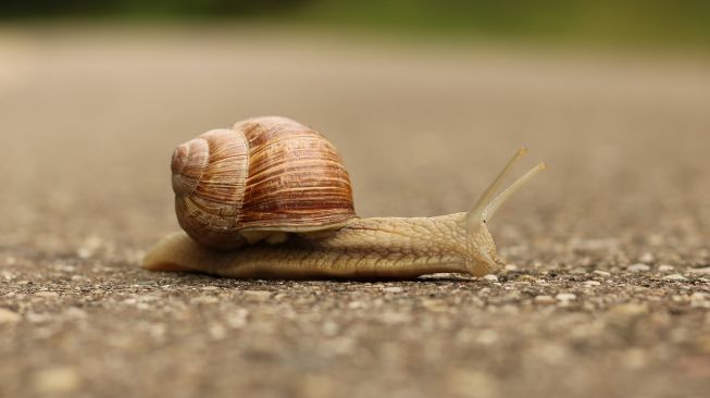 Benarkah Lendir Siput Baik untuk Kecantikan?