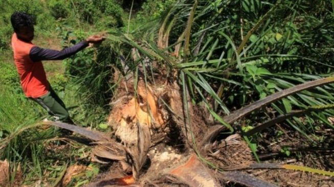 Gajah Rusak Kebun Warga di Aceh Barat, BKSDA Halau Pakai Petasan