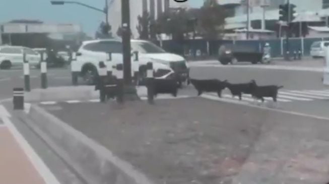 Tertib Abis, Aksi Rombongan Kambing Ini Bikin Pengguna Jalan Salah Fokus