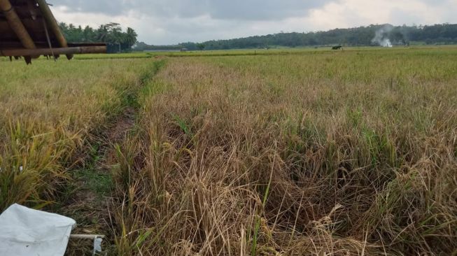 Kelangkaan Pupuk Subsidi di Banten Ancam Ketahan Pangan Lokal
