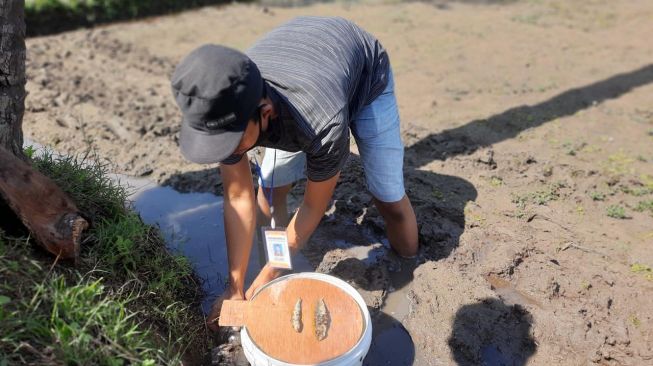 Bantu Petani Desa, Mahasiswa UMM Ciptakan Jebakan Tikus Dari Barang Bekas