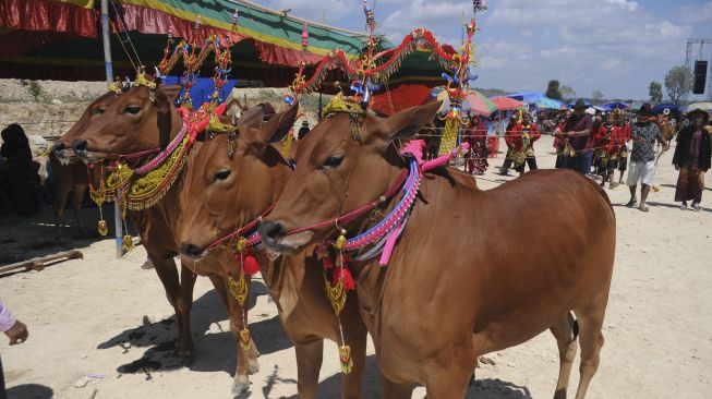 Dua pasang sapi diarak saat kontes sapi sonok (hias), di Lapangan Socah Center, Waru Barat, Pamekasan, Jawa Timur, Sabtu (29/8/2020). [ANTARA FOTO/Saiful Bahri]