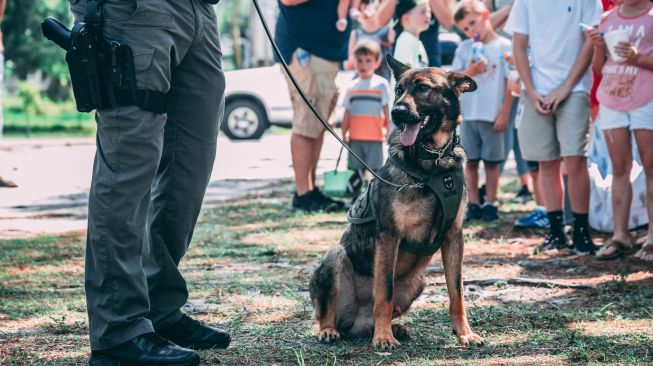 Studi: Anjing Dapat Dilatih untuk Mengendus Covid-19, Dinilai Dapat Mengendalikan Pandemi