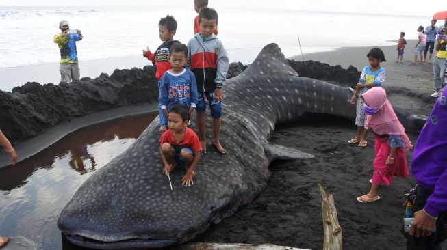 Sejumlah anak menaiki seekor Hiu Paus atau Hiu Tutul (Rhincodon typus) yang mati terdampar di Pantai Paseban, Kencong, Jember, Jawa Timur, Minggu (30/8/2020). [ANTARA FOTO/Seno]
