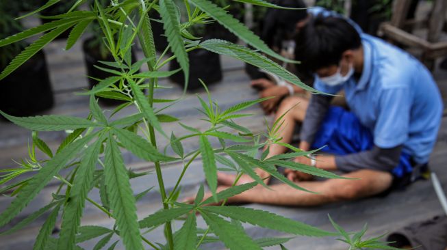 Tersangka diamankan saat penggerebekan tanaman ganja di atap sebuah rumah di Karang Tengah, Kota Tangerang, Banten, Senin (31/8/2020). [ANTARA FOTO/Fauzan]
