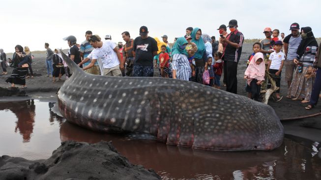 Sejumlah warga melihat seekor Hiu Paus atau Hiu Tutul (Rhincodon typus) yang mati terdampar di Pantai Paseban, Kencong, Jember, Jawa Timur, Minggu (30/8/2020).  [ANTARA FOTO/Seno]