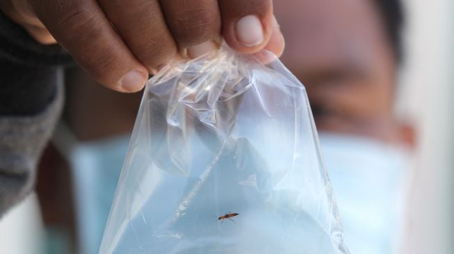 Warga menunjukkan kantong plastik berisi Semut Semai atau serangga Tomcat (Paederus littoralis) di desa Pabean udik, Indramayu, Jawa Barat, Selasa (1/9/2020). [ANTARA FOTO/Dedhez Anggara]
