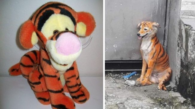 Viral Anjing Dicat Mirip Harimau, Kelompok Pecinta Hewan Murka