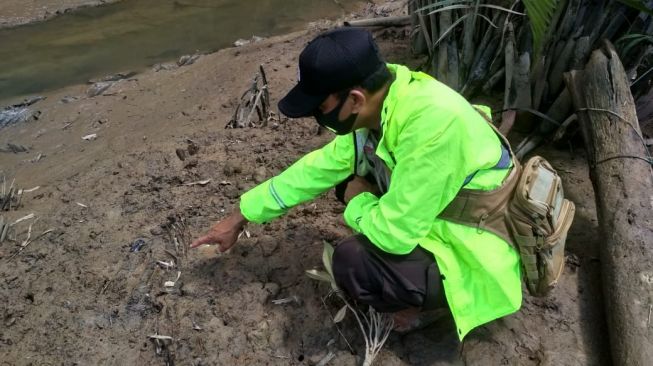 Pamit ke Tambak, Seorang Pria di Kukar Hilang di Habitat Buaya