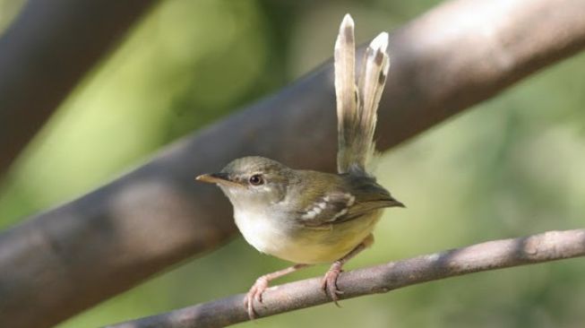 Beberapa Burung ini Memiliki Suara Merdu dan Enak Didengar