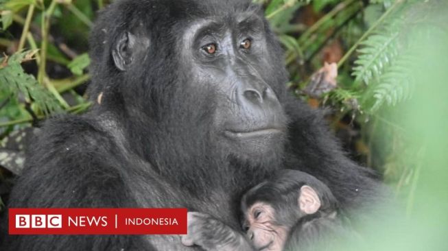 Ledakan Angka Kelahiran Gorila, Bayi Terbaru dari Induk Usia 18 Tahun