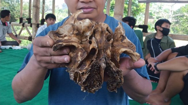 Heboh! Temuan Tengkorak Diduga Macan Kumbang di Sungai Malang