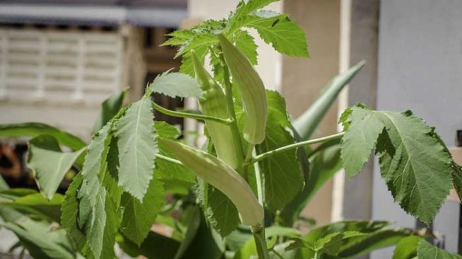 Mengenal Lady Finger, Sayuran Berlendir dengan Beragam Manfaat