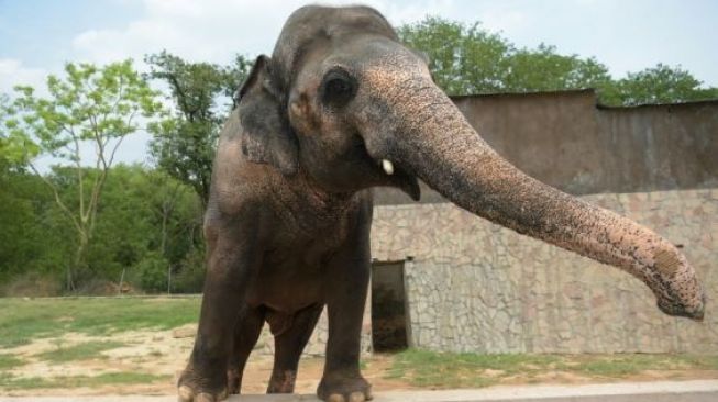 Gajah Paling Kesepian di Dunia Direlokasi ke Kamboja