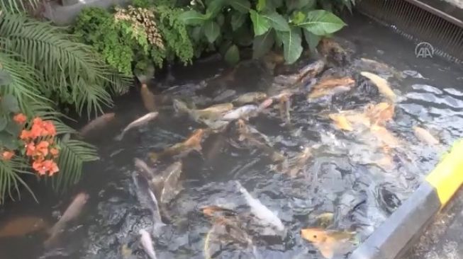 Kolam Ikan Bersama Jadi Pasokan Pangan di Masa Pandemi