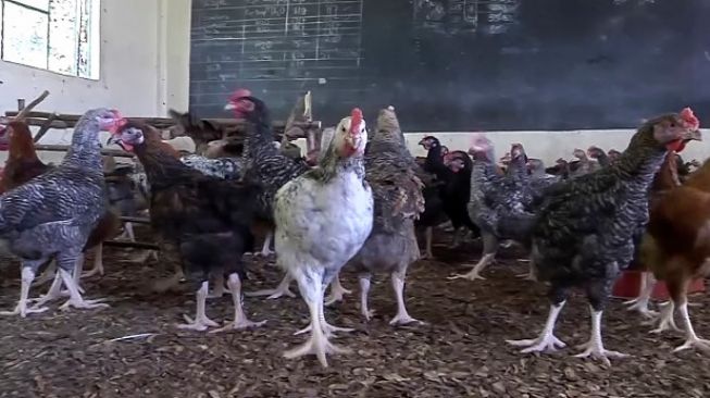 Tutup Akibat Covid-19, Sekolah Disulap Jadi Peternakan Ayam