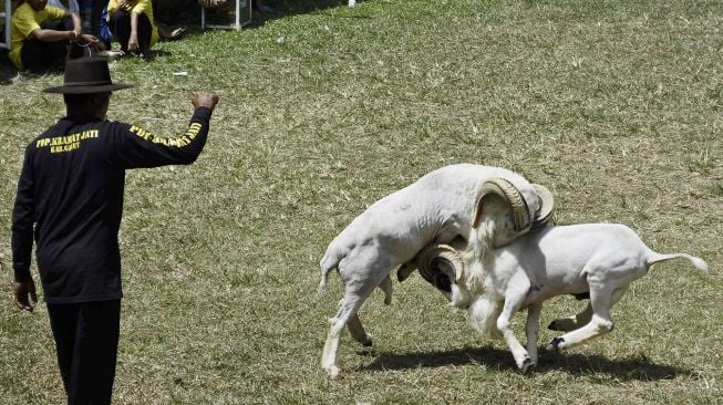 Dua domba beradu kepala saat kontes ternak di Kabupaten Garut, Jawa Barat, Minggu (6/9/2020).  [ANTARA FOTO/Candra Yanuarsyah]