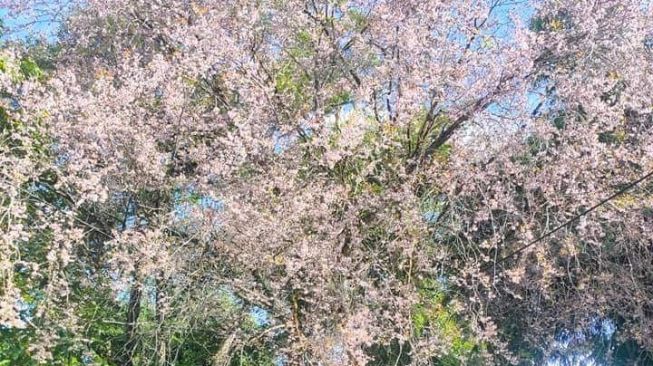 Bunga yang mirip Sakura ini viral di Kota Balikpapan