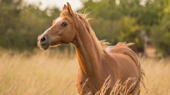 Sempat Viral Kuda Andong di Malioboro Kehujanan, Animal Friends Jogja Buka Donasi untuk Pembuatan Mantel Hujan