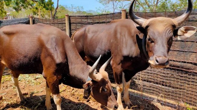 Bull Java Two Javanese Bulls Released to Baluran National Park