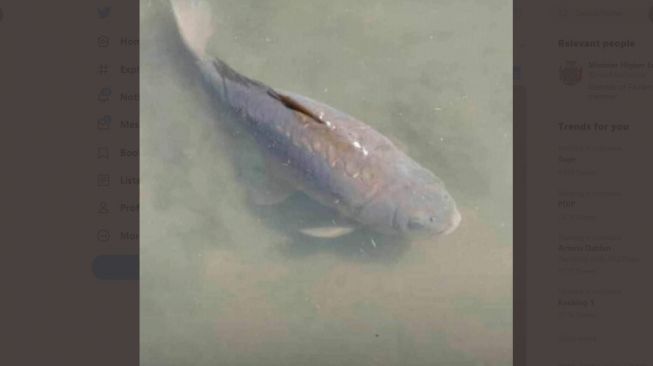Ikan Keberuntungan Mati, Presiden hingga Mahasiswa di Zambia Berduka