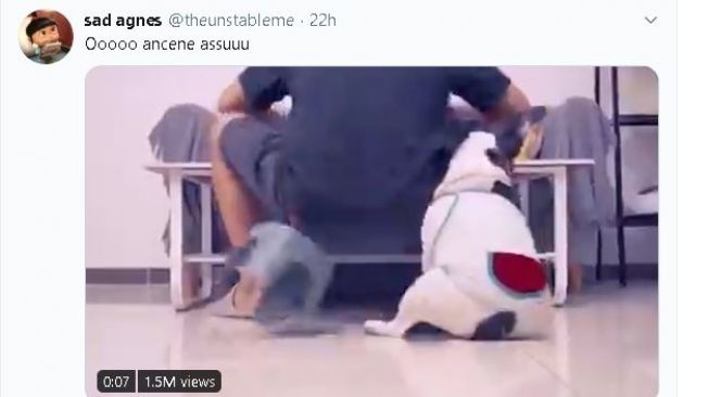Seekor anjing menjahili majikannya yang hendak makan mie instan. (Twitter/@theunstableme)
