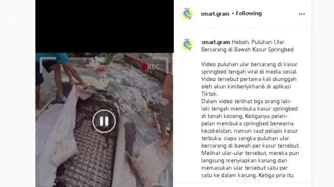 Tangkapan layar video puluhan ular yang bersarang di bawah kasur yang tak terpakai. (Instagram/@smart.gram)