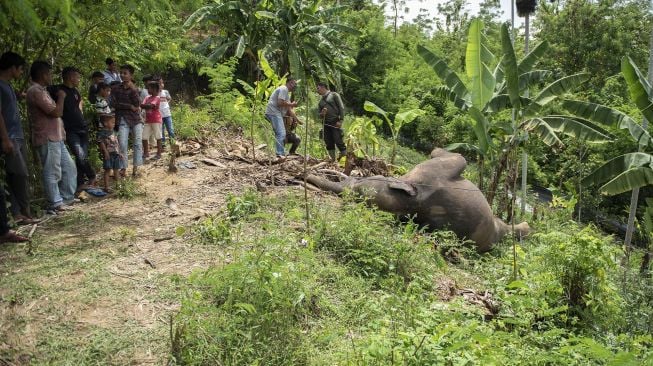 Warga mengamati bangkai Gajah sumatra (Elephas maximus sumatrensis) yang ditemukan mati di kebun milik warga di Desa Tuha Lala, Kecamatan Mila, Kabupaten Pidie, Aceh, Rabu (9/9/2020).  [ANTARA FOTO/Joni Saputra]