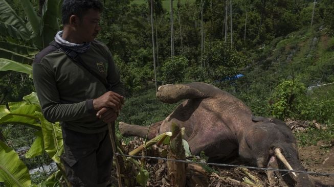 Petugas mengamati bangkai Gajah sumatra (Elephas maximus sumatrensis) yang ditemukan mati di kebun milik warga di Desa Tuha Lala, Kecamatan Mila, Kabupaten Pidie, Aceh, Rabu (9/9/2020).  [ANTARA FOTO/Joni Saputra]
