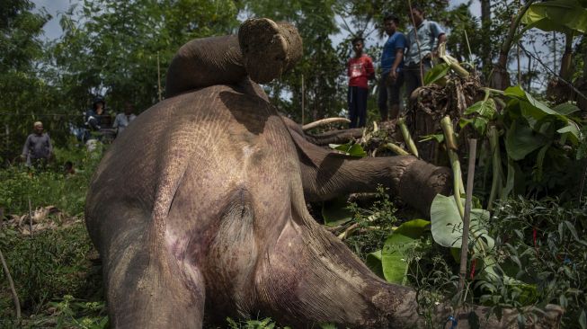 Warga mengamati bangkai Gajah sumatra (Elephas maximus sumatrensis) yang ditemukan mati di kebun milik warga di Desa Tuha Lala, Kecamatan Mila, Kabupaten Pidie, Aceh, Rabu (9/9/2020).  [ANTARA FOTO/Joni Saputra]