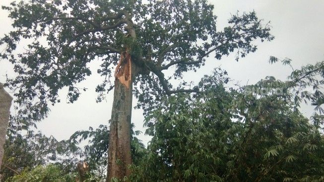 Kondisi pohon beringin setelah salah satu batangnya patah dan menghancurkan rumah warga Kampung Garahieum, Kecamatan Jayanti, Kabupaten Tangerang, Jumat (11/9/2020). [Suara.com/Ridsha Vimanda Nasution]