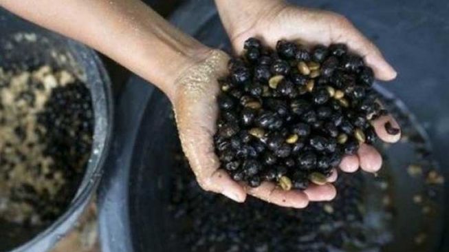 Biasa Minum Kopi luwak ? Nih, Ada Kopi dari Kotoran Gajah